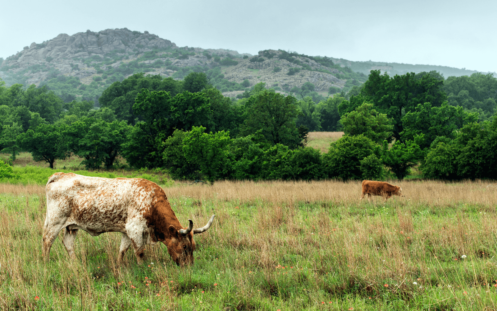 Mesquite